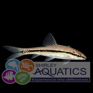 Siamese Algae Eater