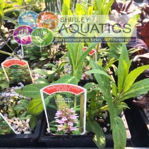 Stachys palustris - Marsh Woundwort 1 Litre