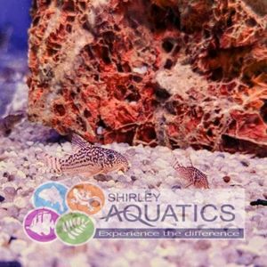 Sterbai Corydora - Corydoras sterbai
