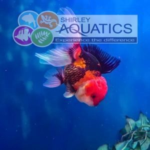 Tri-colour Oranda Goldfish Large