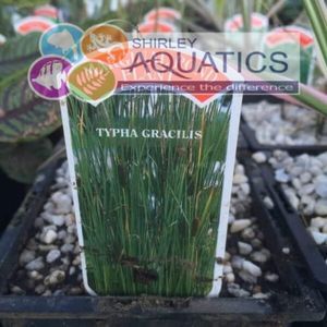 Typha gracilis - small reedmace