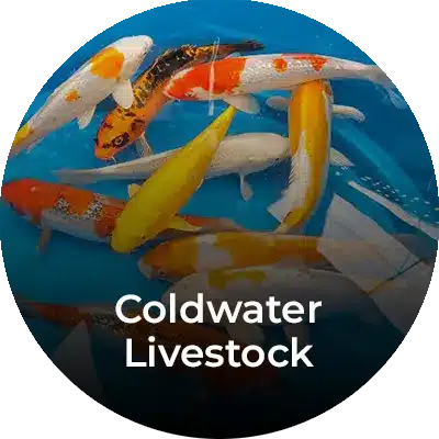 coldwater-livestock