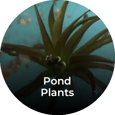 pond-planting