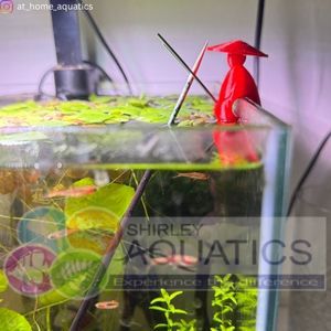 Shrimp Lolly Holder - The Fisherman Red