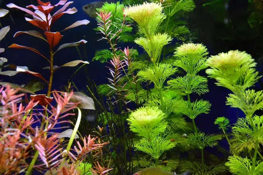 aquatic-plants