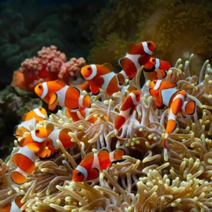 clown-fish-aquarium