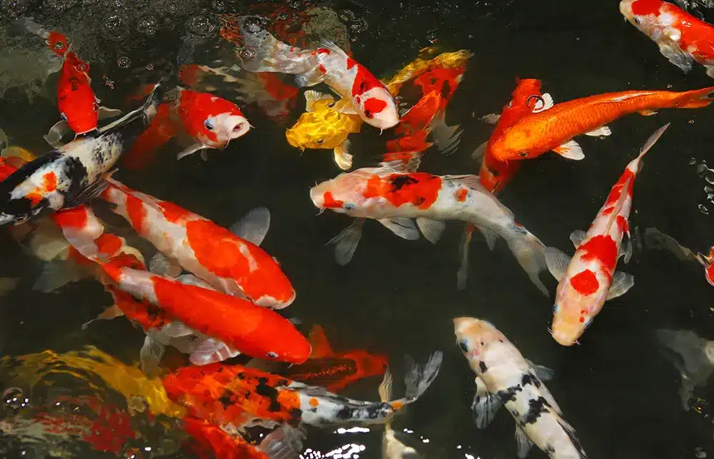 colorful-fancy-carp-fish