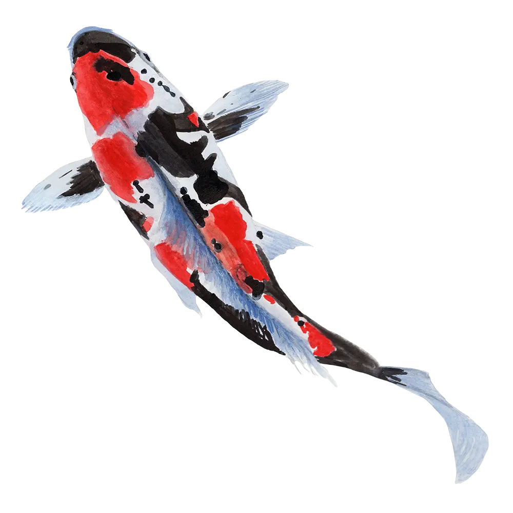 koi-white-background