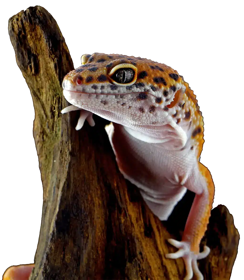leopard-geckol-closeup-head-wood-with-black-background-leopard-gecko-lookong-prey-transparent
