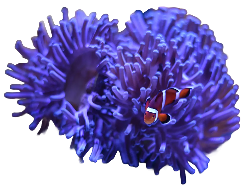 purple-anenome