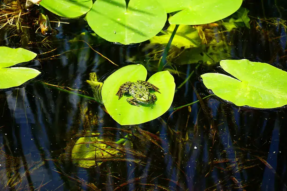 small-frog-top-green-leaf-pond small-frog-top-green-leaf-pond