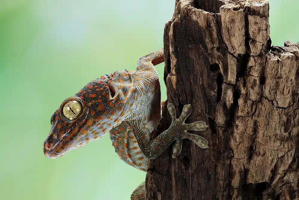 tokek-closeup-open-mouth-wood-animal-closeup-tokek-lizard-closeup