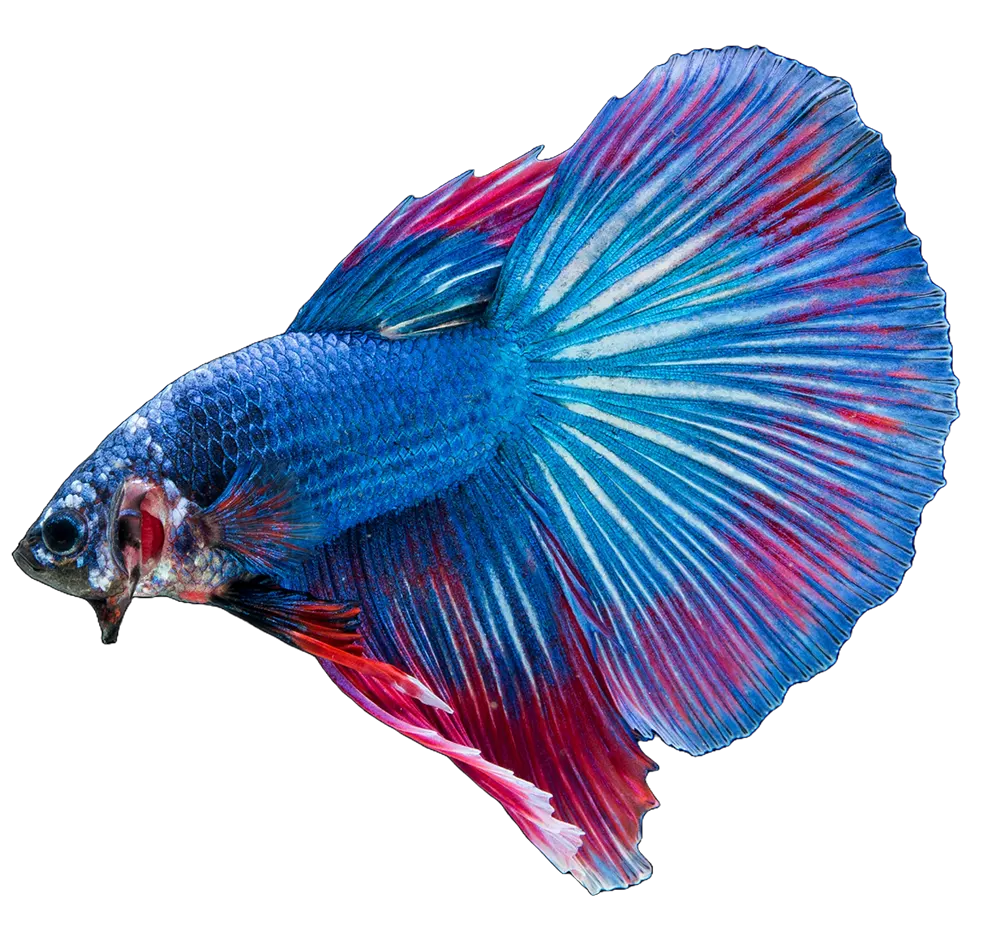 tropical-fish-transparent