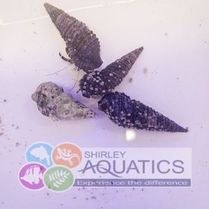 Algae Eating Hermit Crabs