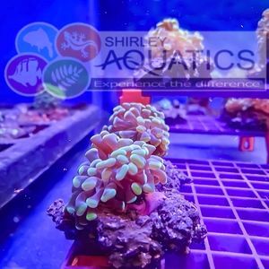 Aquacultured Hammer Coral Frag Per Head