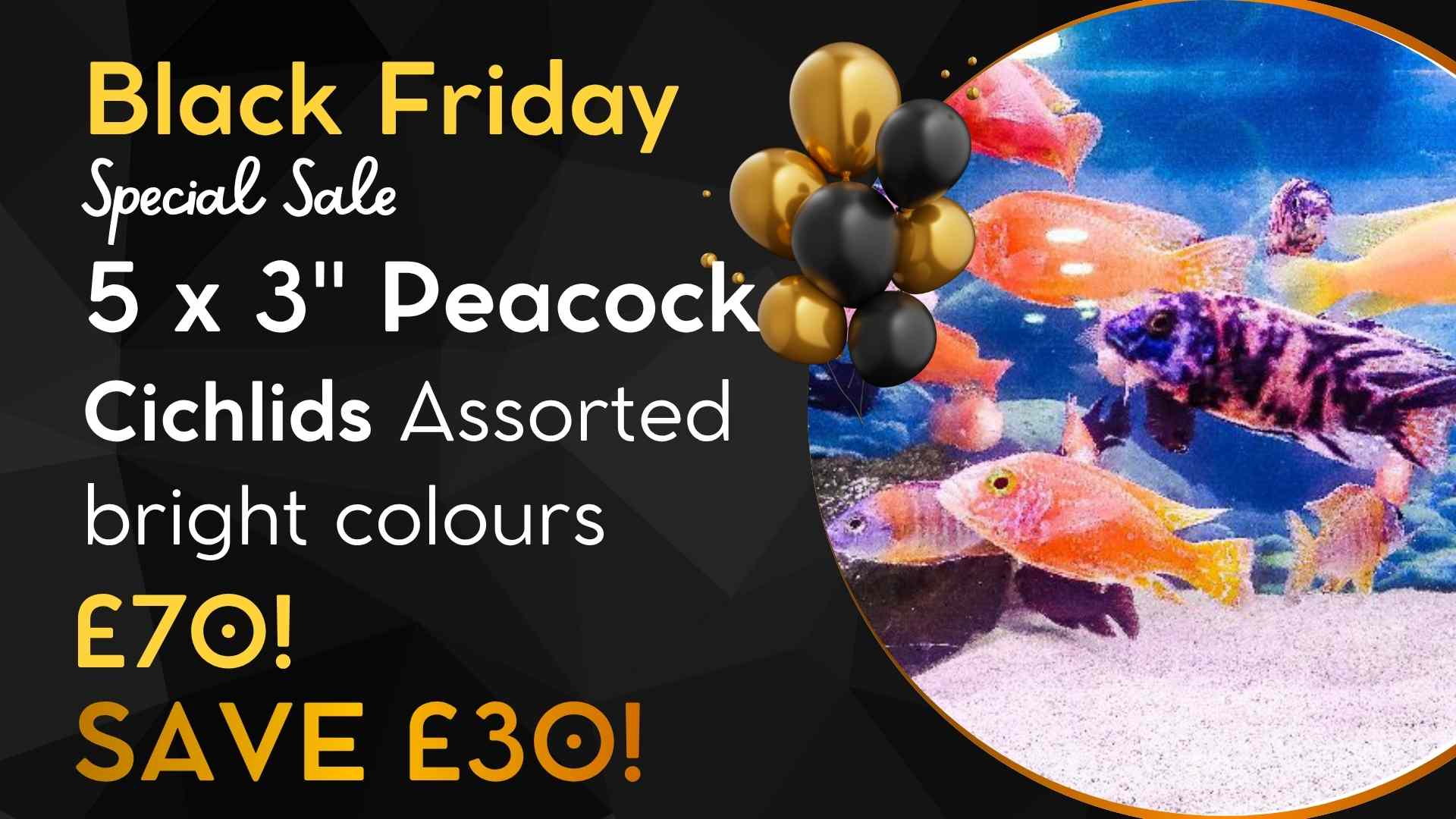 5 bright peacock cichlids £70