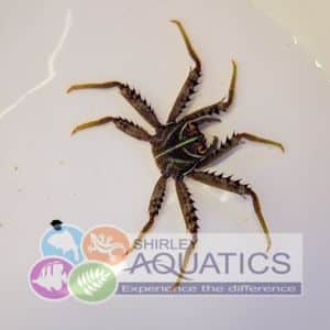 Sally Lightfoot Crab