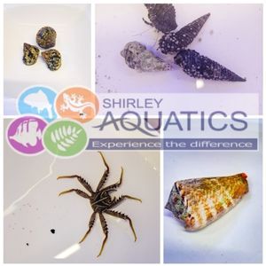 Marine Clean Up Crew Pack - Active Reef Starter (80-120 litres)