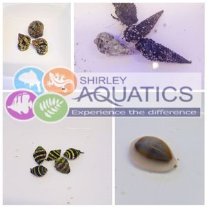 Marine Clean Up Crew Pack - Premium Detritus Sweep (100-150 litres)