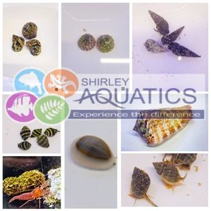 Marine Clean Up Crew Pack - Advanced Reef Maintainer (150-200 litres)