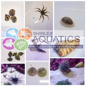 Marine Clean Up Crew Mega Pack - The Reef Army (300+ litres)