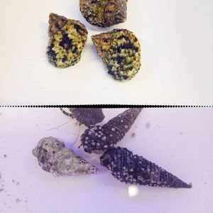 Marine Clean Up Crew Pack - Basic Clean Up Squad (60 - 100 litres)