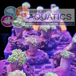 Toxic Avenger Frogspawn Frag (Per Head)