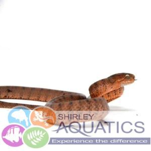 Are Reptiles dangerous?