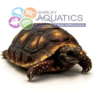 Can tortoises feel through their shell?
