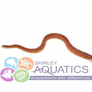 Corn Snake natural history