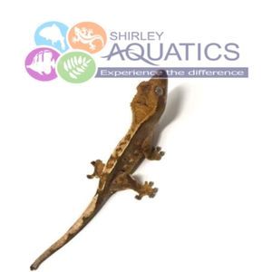 Crested Gecko natural history