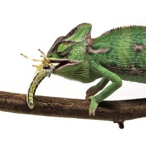 What do I feed my reptiles?