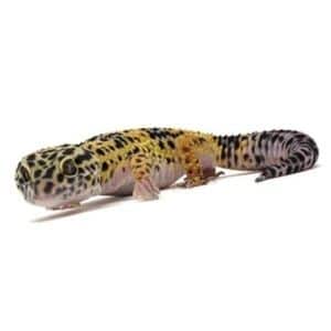 What is the best pet reptile? Leopard Gecko natural history