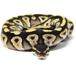 What is the best pet snake?