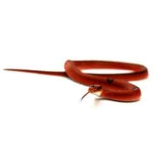 Why do snakes shed their skin?