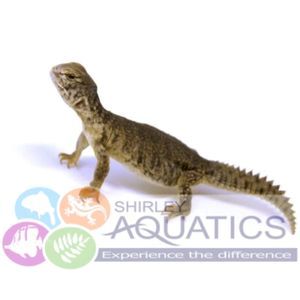 Why do reptiles need a heat lamp