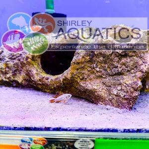 Apistogramma Cacatuoides Double Red