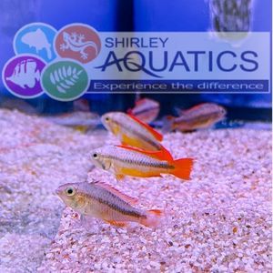 Apistogramma Cacatuoides Orange