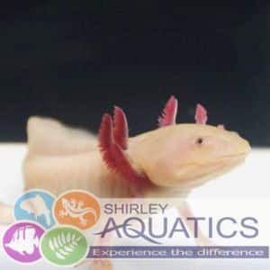 Are axolotls good pets?