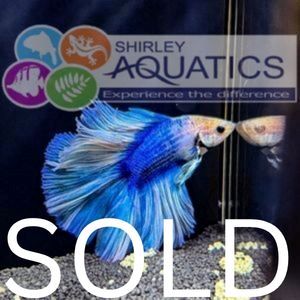 Blue Double Tail Betta