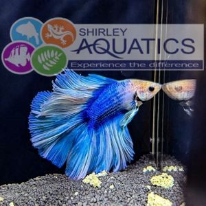 Blue Double Tail Betta