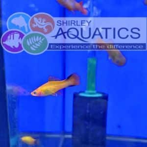 Orange Swordtail