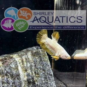 Plakat Yellow Dragon Snow Betta