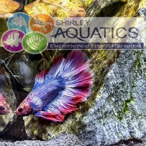 Tricolour Double Tail Betta