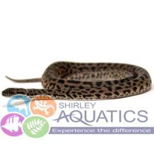 Why the World Needs a National Reptile Keepers Day