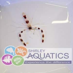 Boxing Shrimp Stenopus hispidus