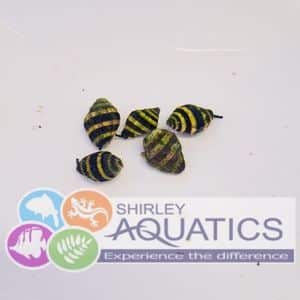 Bumblebee Snails - Engina mendicaria