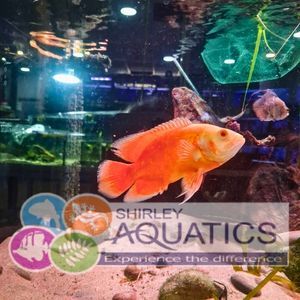 Chilli Oscar Cichlid - Astronotus ocellatus