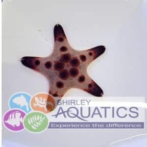 Chocolate Chip Starfish - Protoreaster nodosus