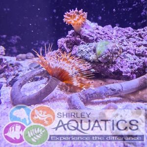 Feather Duster Worm Sabellastarte sp